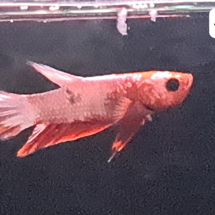 [ARRIVED 25 - JUL - 2025] 4BT31 - Red Fancy Halfmoon Plakat Male Betta *small* - Nano Tanks Australia
