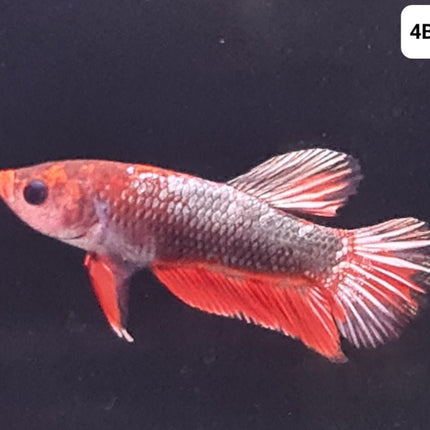 [ARRIVED 25 - JUL - 2025] 4BT32 - Red Fancy Halfmoon Plakat Male Betta - Nano Tanks Australia