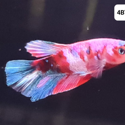 [ARRIVED 25 - JUL - 2025] 4BT33 - Galaxy Koi Halfmoon Plakat Male Betta - Nano Tanks Australia