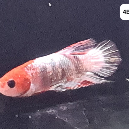 [ARRIVED 25 - JUL - 2025] 4BT34 - White Marble Halfmoon Plakat Male Betta - Nano Tanks Australia