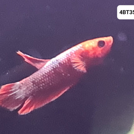 [ARRIVED 25 - JUL - 2025] 4BT35 - Red Fancy Halfmoon Plakat Male Betta - Nano Tanks Australia
