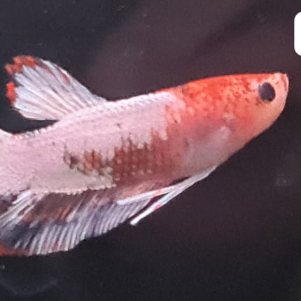 [ARRIVED 25 - JUL - 2025] 4BT36 - White Marble Halfmoon Plakat Male Betta - Nano Tanks Australia