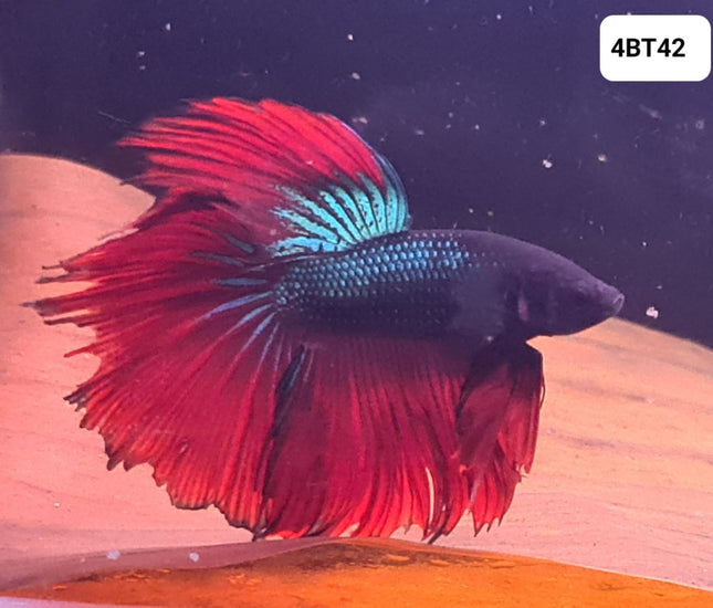 [ARRIVED 25 - JUL - 2025] 4BT42 - Red Halfmoon Male Betta - Nano Tanks Australia