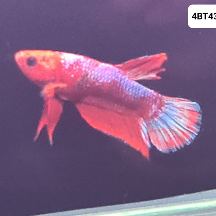 [ARRIVED 25 - JUL - 2025] 4BT43 - Red Fancy Halfmoon Plakat Male Betta - Nano Tanks Australia