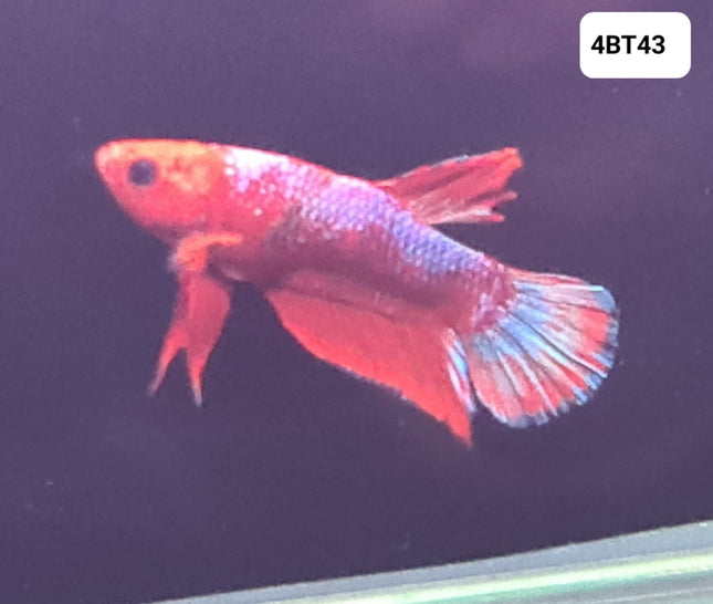 [ARRIVED 25 - JUL - 2025] 4BT43 - Red Fancy Halfmoon Plakat Male Betta - Nano Tanks Australia