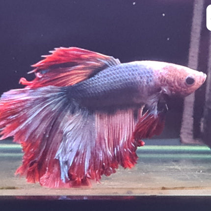 [ARRIVED 25 - JUL - 2025] 4BT44 - Fancy Halfmoon Male Betta - Nano Tanks Australia