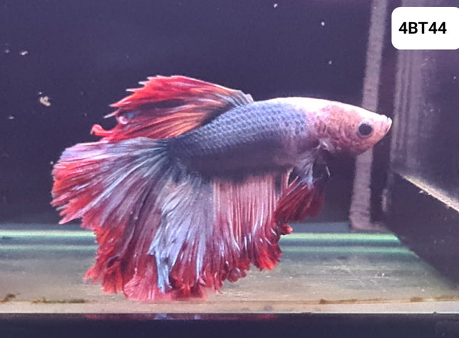 [ARRIVED 25 - JUL - 2025] 4BT44 - Fancy Halfmoon Male Betta - Nano Tanks Australia