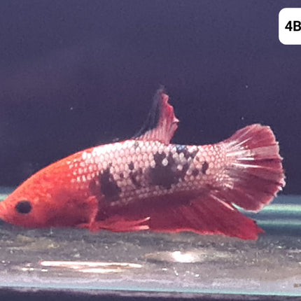 [ARRIVED 25 - JUL - 2025] 4BT45 - Red Fancy Halfmoon Plakat Male Betta - Nano Tanks Australia