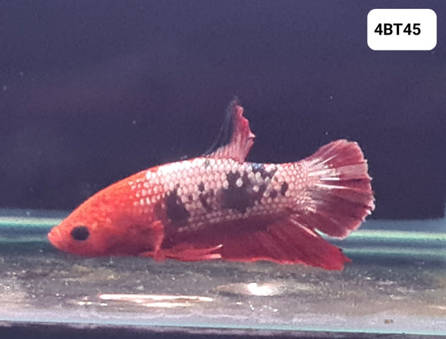 [ARRIVED 25 - JUL - 2025] 4BT45 - Red Fancy Halfmoon Plakat Male Betta - Nano Tanks Australia