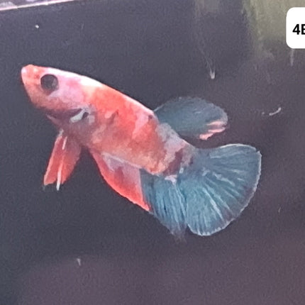 [ARRIVED 25 - JUL - 2025] 4BT46 - Galaxy Koi Halfmoon Plakat Male Betta - Nano Tanks Australia