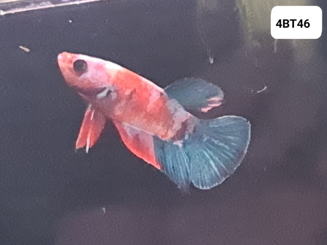 [ARRIVED 25 - JUL - 2025] 4BT46 - Galaxy Koi Halfmoon Plakat Male Betta - Nano Tanks Australia