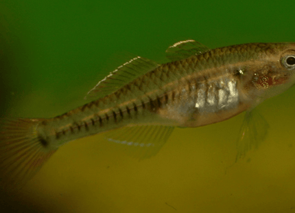 [ARRIVED 25 - JUL - 2025] Carp Gudgeons 2 - 3cm - Nano Tanks Australia