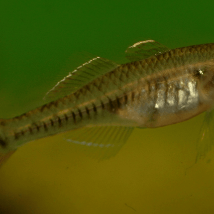 [ARRIVED 25 - JUL - 2025] Carp Gudgeons 2 - 3cm - Nano Tanks Australia