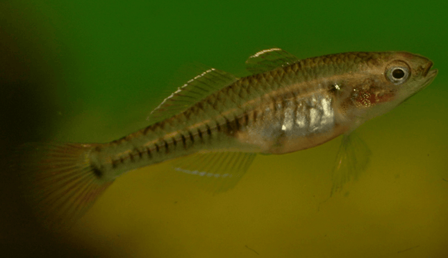 [ARRIVED 25 - JUL - 2025] Carp Gudgeons 2 - 3cm - Nano Tanks Australia