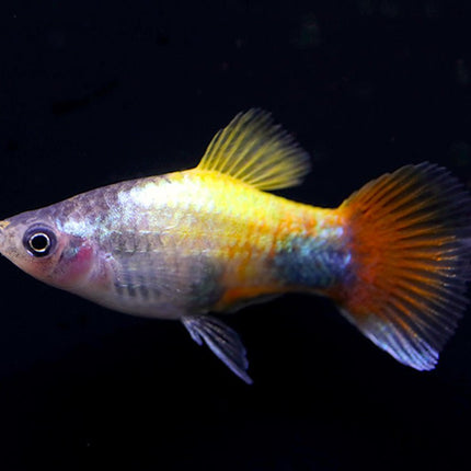 [ARRIVED 25 - MAY - 2025] Blue Butterfly Platy 3 - 5cm - Nano Tanks Australia
