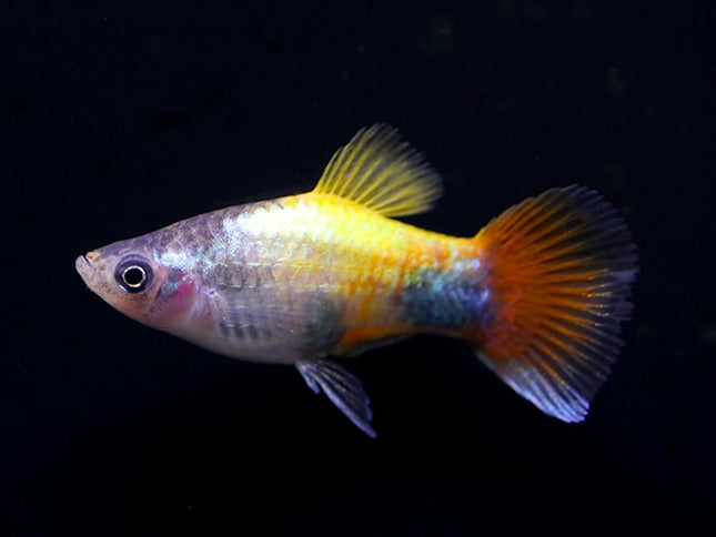 [ARRIVED 25 - MAY - 2025] Blue Butterfly Platy 3 - 5cm - Nano Tanks Australia