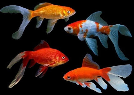 [ARRIVED 26 - MAR - 2025] Assorted Comet Goldfish 5 - 6cm - Nano Tanks Australia