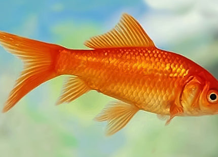 [ARRIVED 26 - MAR - 2025] Assorted Comet Goldfish 5 - 6cm - Nano Tanks Australia