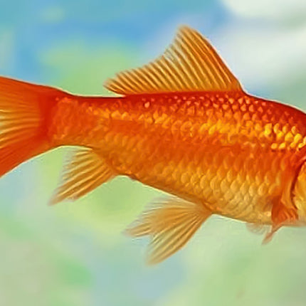 [ARRIVED 26 - MAR - 2025] Assorted Comet Goldfish 5 - 6cm - Nano Tanks Australia