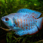 Neon Blue