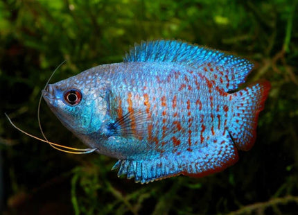[ARRIVED 26 - MAR - 2025] Assorted Dwarf Gourami Males 4 - 6cm - Nano Tanks Australia