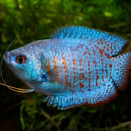 [ARRIVED 26 - MAR - 2025] Assorted Dwarf Gourami Males 4 - 6cm - Nano Tanks Australia