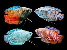 [ARRIVED 26 - MAR - 2025] Assorted Dwarf Gourami Males 4 - 6cm - Nano Tanks Australia