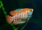Wild Form