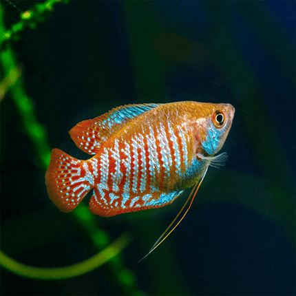 [ARRIVED 26 - MAR - 2025] Assorted Dwarf Gourami Males 4 - 6cm - Nano Tanks Australia
