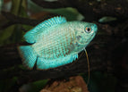 Powder Blue
