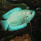 Powder Blue