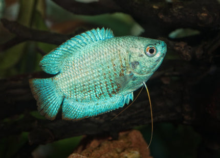 [ARRIVED 26 - MAR - 2025] Assorted Dwarf Gourami Males 4 - 6cm - Nano Tanks Australia