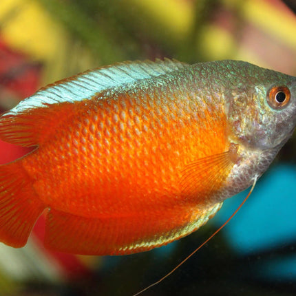 [ARRIVED 26 - MAR - 2025] Assorted Dwarf Gourami Males 4 - 6cm - Nano Tanks Australia