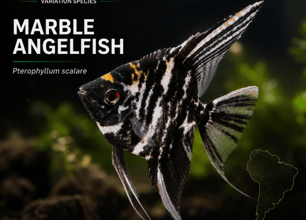 [ARRIVED 27-AUG-2025] Marble Angelfish 3-6cm - Nano Tanks Australia