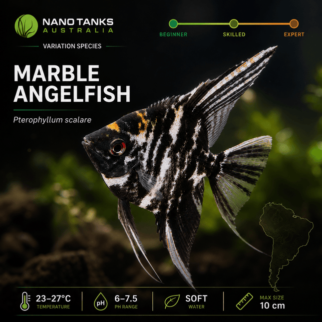 [ARRIVED 27-AUG-2025] Marble Angelfish 3-6cm - Nano Tanks Australia