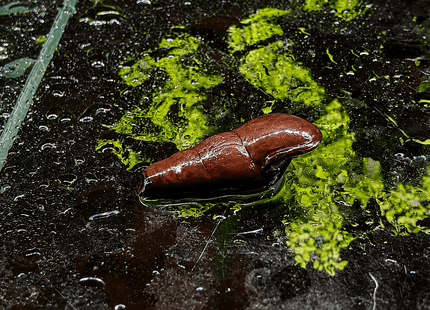 [ARRIVED 28-APR-2026] Black Devil Snail 2-4cm - Nano Tanks Australia