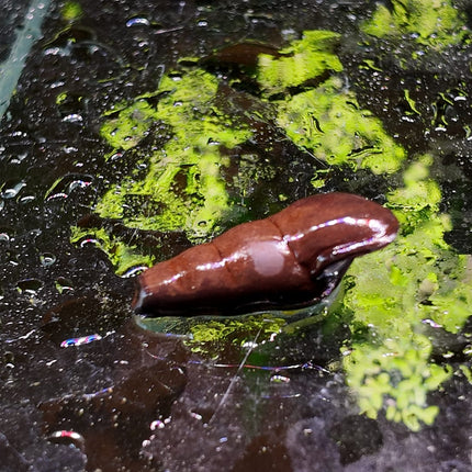 [ARRIVED 28 - APR - 2026] Black Devil Snail 2 - 4cm - Nano Tanks Australia