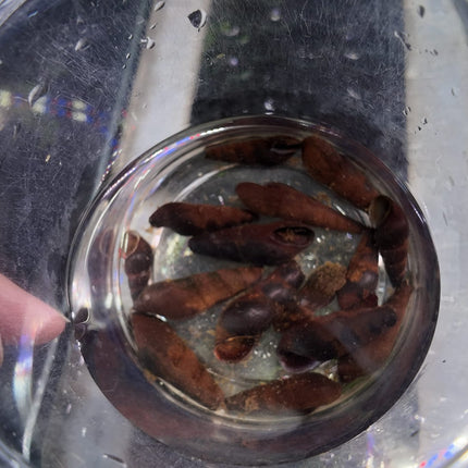 [ARRIVED 28 - APR - 2026] Black Devil Snail 2 - 4cm - Nano Tanks Australia