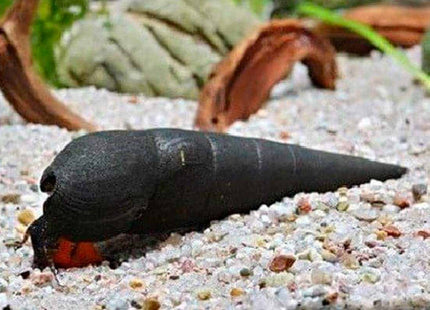 [ARRIVED 28 - APR - 2026] Black Devil Snail 2 - 4cm - Nano Tanks Australia
