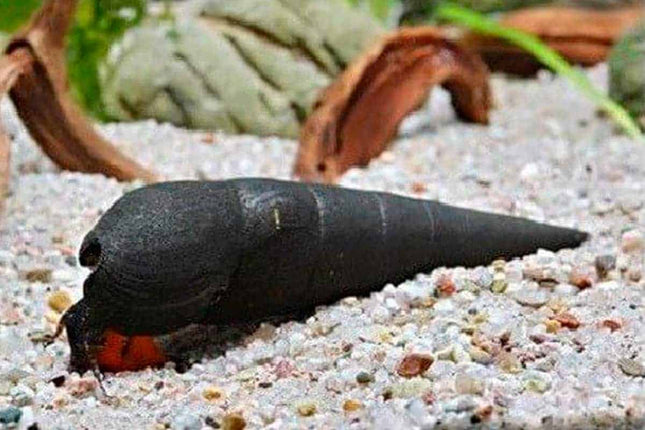 [ARRIVED 28 - APR - 2026] Black Devil Snail 2 - 4cm - Nano Tanks Australia