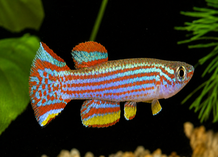 [ARRIVED 3-MAY-2025] Aphyosemion striatum 4-6cm - Nano Tanks Australia