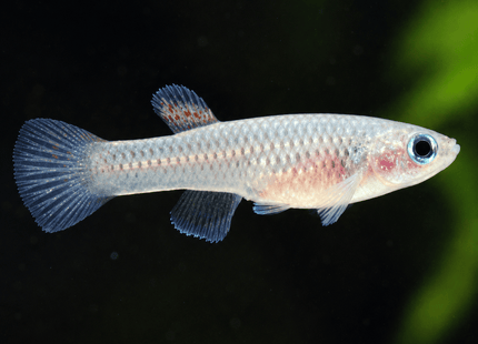 [ARRIVED 3-MAY-2025] Aphyosemion striatum 4-6cm - Nano Tanks Australia