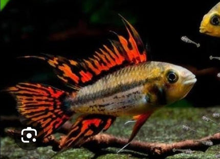[ARRIVED 3 - MAY - 2025] Apistogramma Cacatuoides Triple Red 4 - 6cm - Nano Tanks Australia