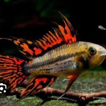 [ARRIVED 3 - MAY - 2025] Apistogramma Cacatuoides Triple Red 4 - 6cm - Nano Tanks Australia