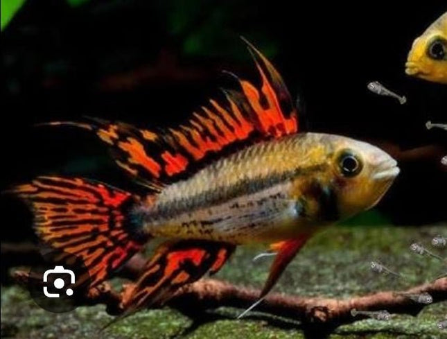 [ARRIVED 3 - MAY - 2025] Apistogramma Cacatuoides Triple Red 4 - 6cm - Nano Tanks Australia