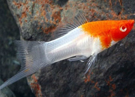 [ARRIVED 30 - APR - 2026] Santa Claus Swordtail 3 - 6cm - Nano Tanks Australia