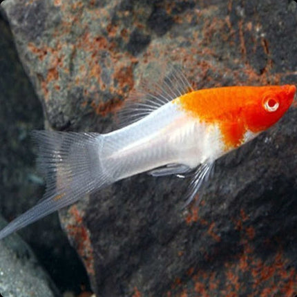 [ARRIVED 30 - APR - 2026] Santa Claus Swordtail 3 - 6cm - Nano Tanks Australia