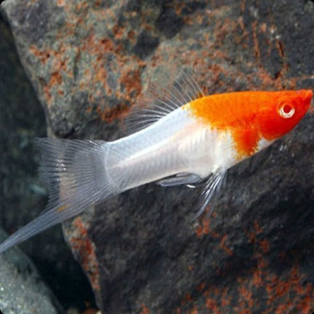 [ARRIVED 30 - APR - 2026] Santa Claus Swordtail 3 - 6cm - Nano Tanks Australia