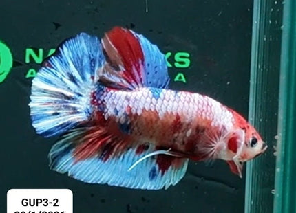 [ARRIVED 30 - JAN - 2026] GUP3 - 2 - Marble Giant Male Betta - Nano Tanks Australia