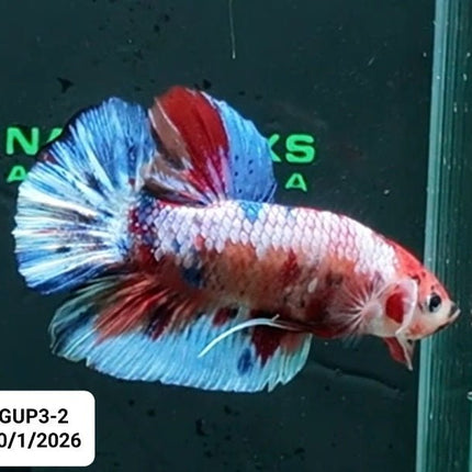 [ARRIVED 30 - JAN - 2026] GUP3 - 2 - Marble Giant Male Betta - Nano Tanks Australia